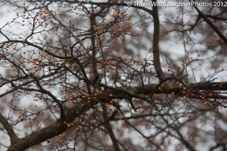 Foggy Doylestown-4354