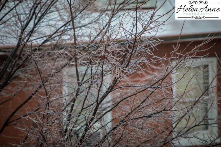 dtown-christmas-7017-3