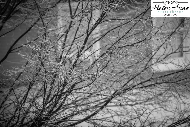 dtown-christmas-7022-4